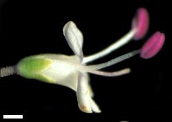 Veronica stenophylla var. hesperia. Flower. Scale = 1 mm.
 Image: W.M. Malcolm © Te Papa CC-BY-NC 3.0 NZ
